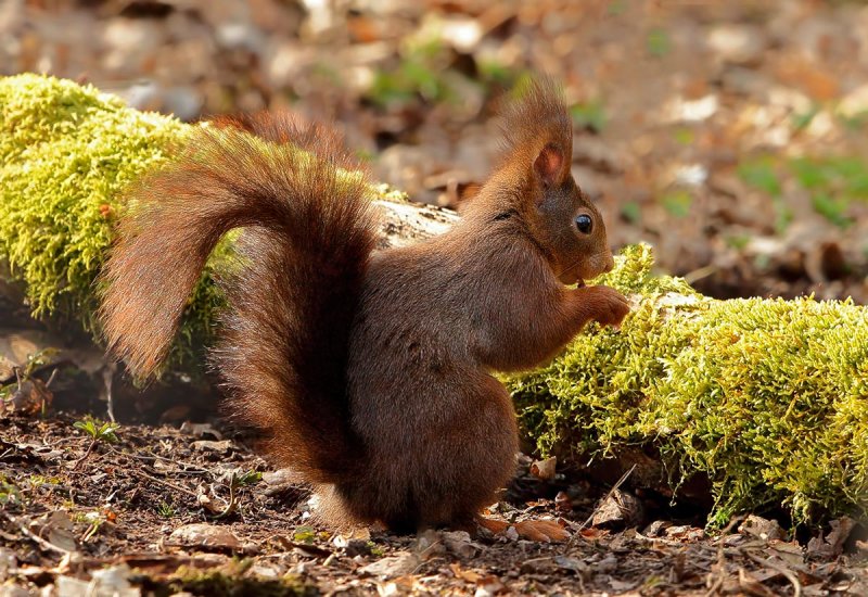 Eurasian Red Squirrel (Sciurus vulgaris)