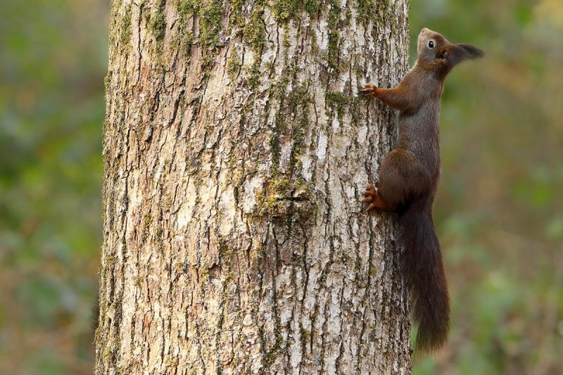 Eurasian Red Squirrel (Sciurus vulgaris)