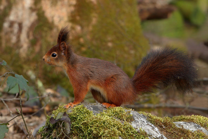 Gallery Eurasian Red Squirrel
