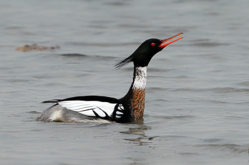 Red-breasted Merganser (Mergus serrator)