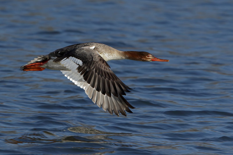 Red-breasted Merganser (Mergus serrator)