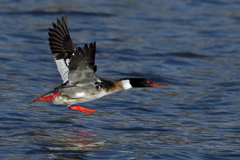 Red-breasted Merganser (Mergus serrator)