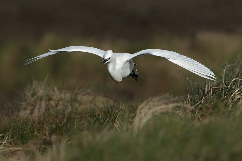 Little Egret (Egretta garzetta)