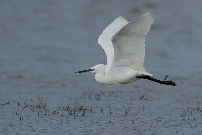 Little Egret (Egretta garzetta)