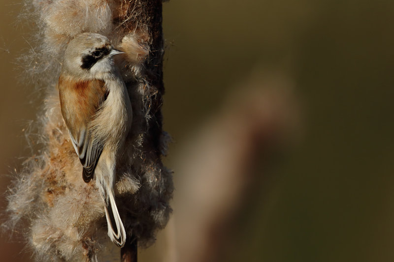 Eurasian penduline tit  (Remiz pendulinus) 