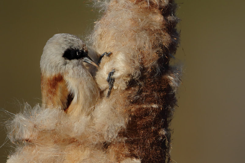 Eurasian penduline tit  (Remiz pendulinus) 