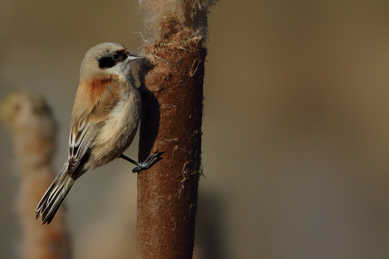 Eurasian penduline tit  (Remiz pendulinus) 