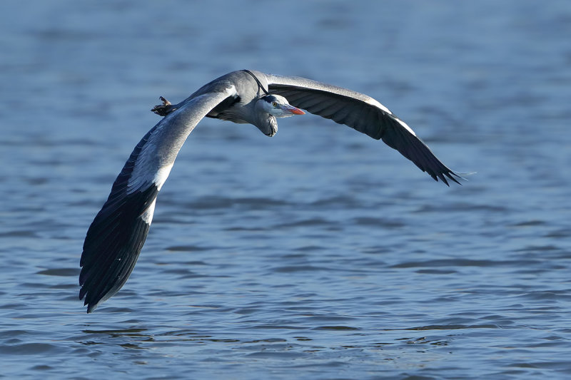 Grey Heron (Ardea cinerea)