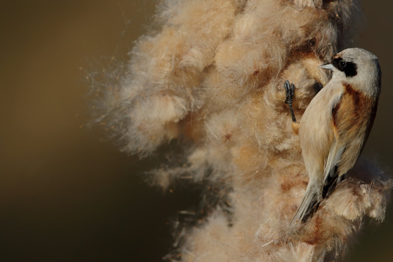 Eurasian penduline tit  (Remiz pendulinus) 