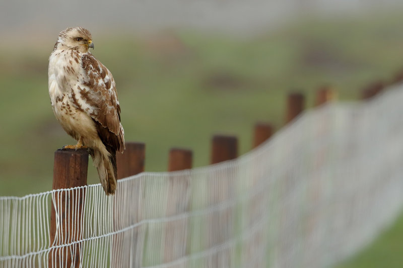Common Buzzard (Buteo buteo) 