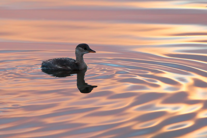 Little Grebe (Tachybaptus ruficollis)