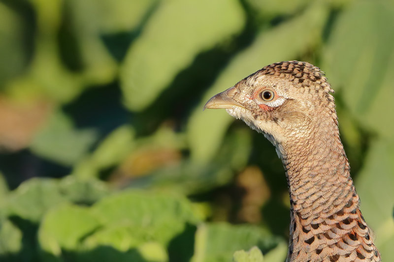 Common Pheasant (Phasianus colchicus) 