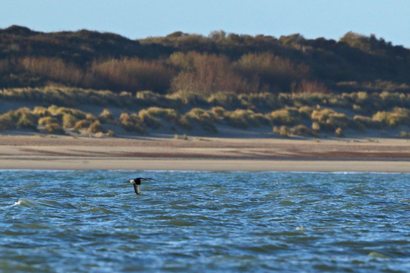 Red-throated diver or Red-throated loon (Gavia stellata) 