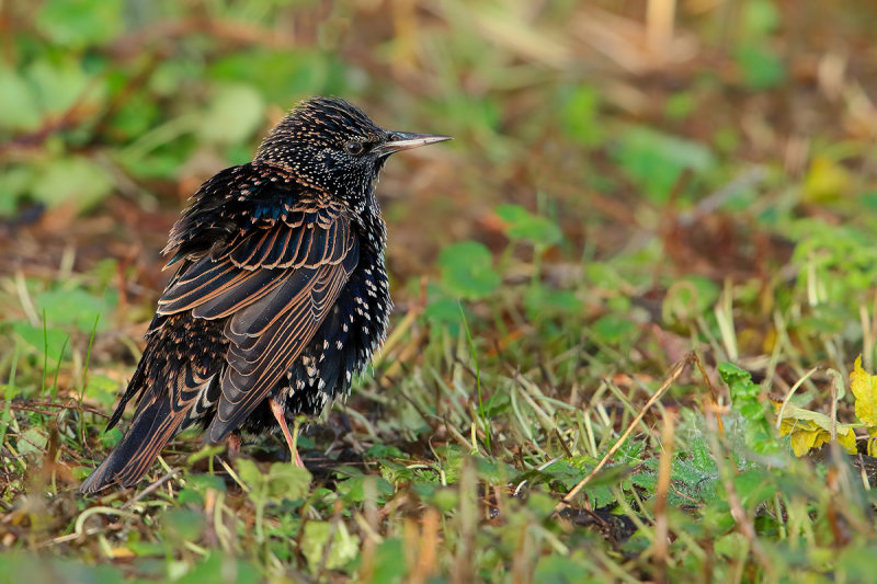 European starling (Sturnus vulgaris)