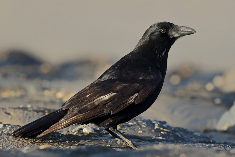 Carrion crow (Corvus corone) 