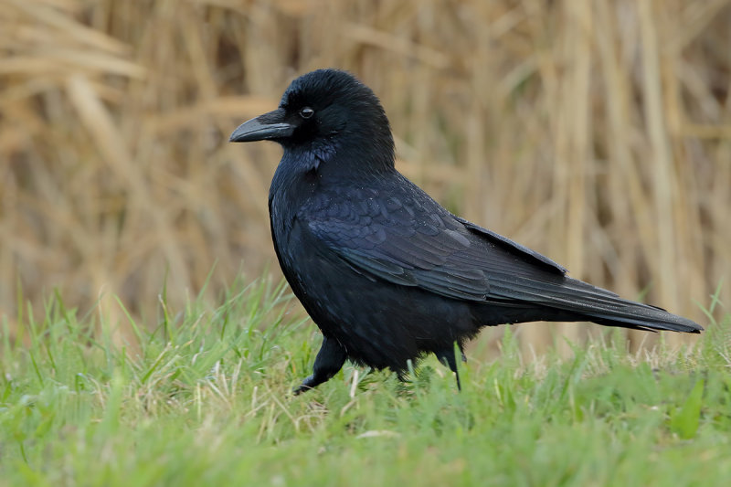Carrion crow (Corvus corone) 