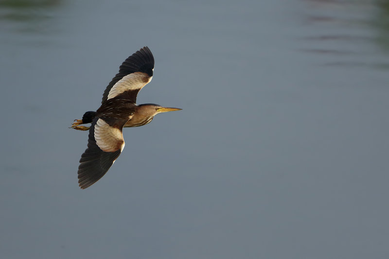 Little Bittern (Ixobrychus minutus) 
