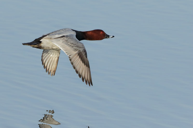 Common Pochard (Aythya ferina) 