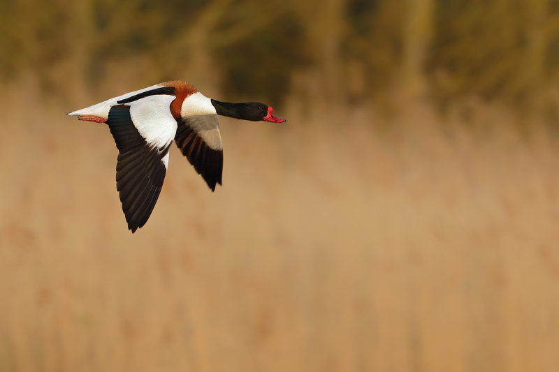 Common Shelduck (Tadorna tadorna)