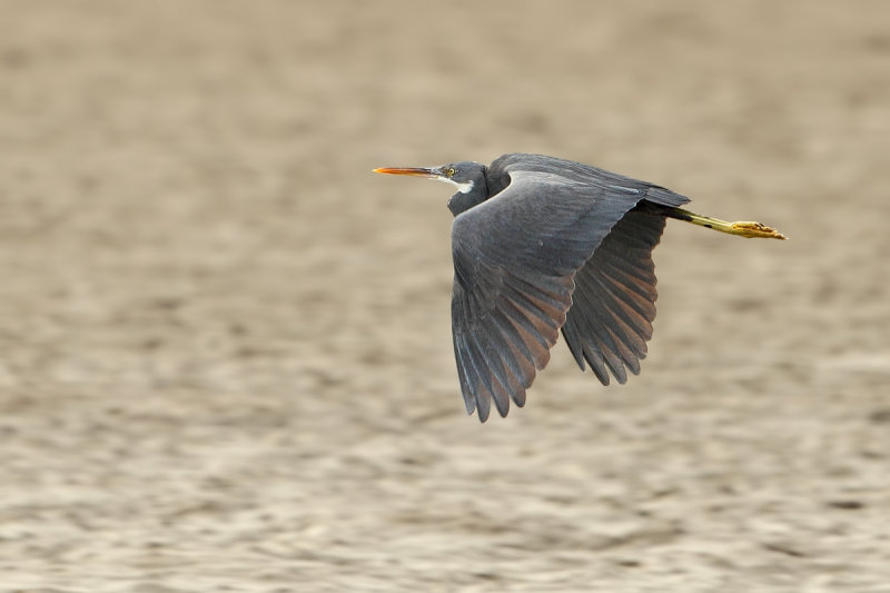 Western Reef Egret (Egretta gularis) 