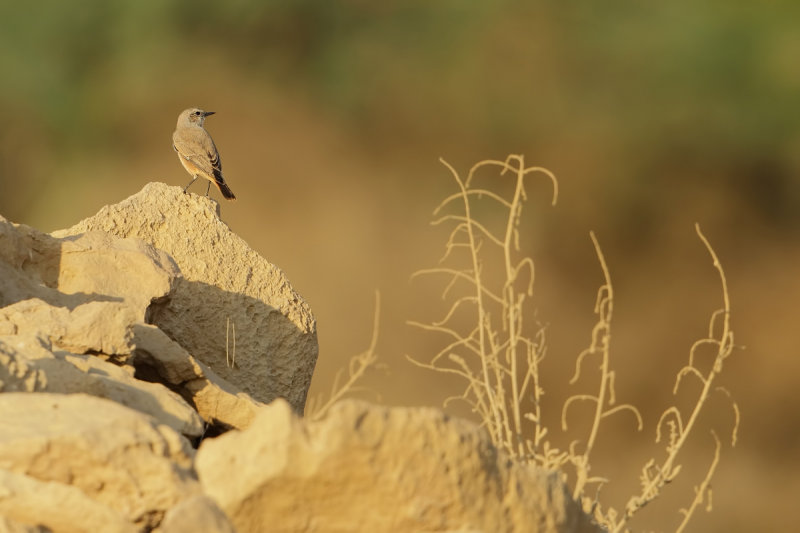 Persian Wheatear (Oenanthe chrysopygia) 