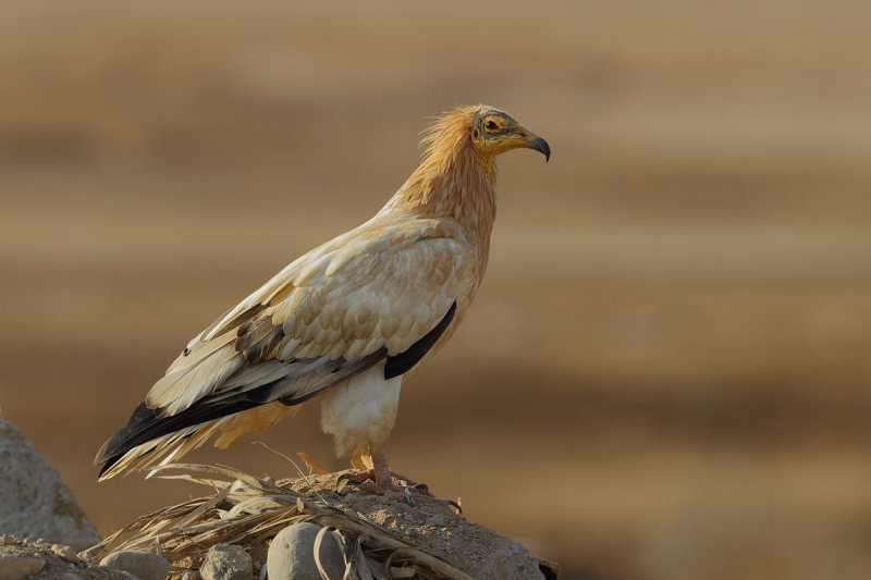 Gallery Egyptian Vulture