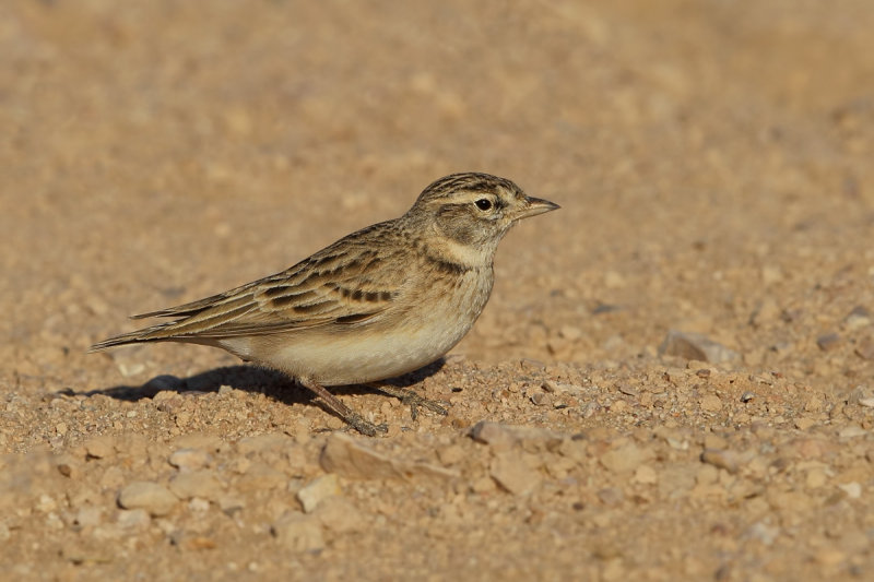Greater short-toed lark (Calandrella brachydactyla longipennis)