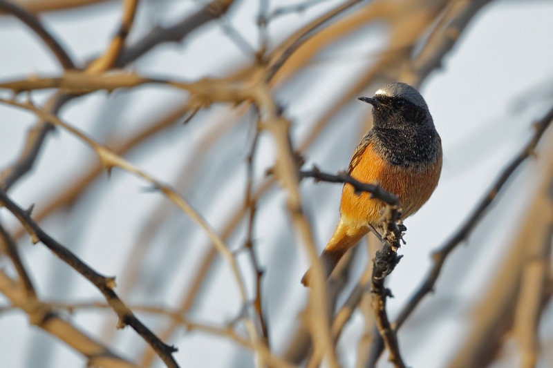 Black redstart (Phoenicurus ochruros ssp phoenicuroides) 