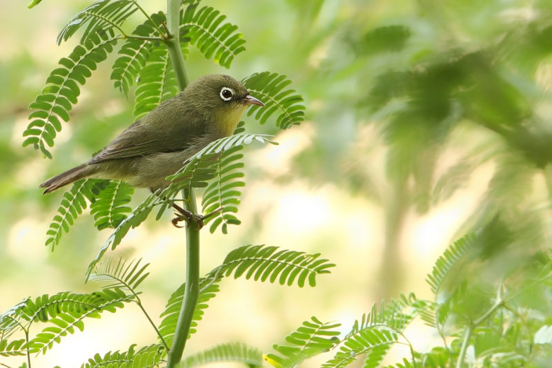 Abyssinian White-eye (Zosterops abyssinicus arabs)