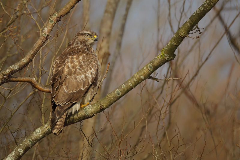 Common Buzzard (Buteo buteo) 