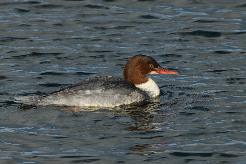 Goosander (Mergus merganser merganser) 