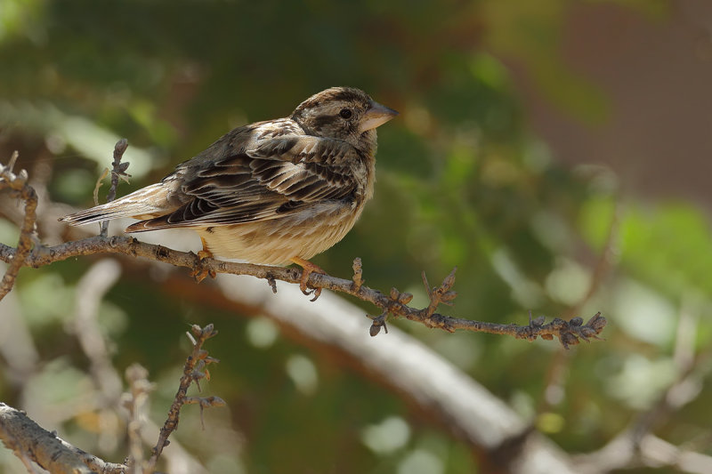 Rock Sparrow (Petronia petronia)