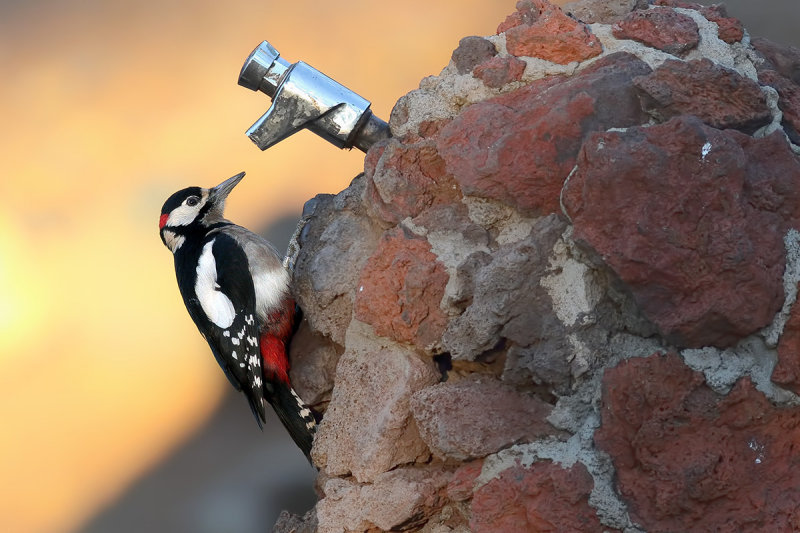 Great Spotted Woodpecker (Dendrocopos major ssp.canariensis)