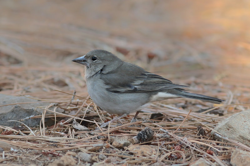 Blue Chaffinch (Fringilla teydea teydea) 