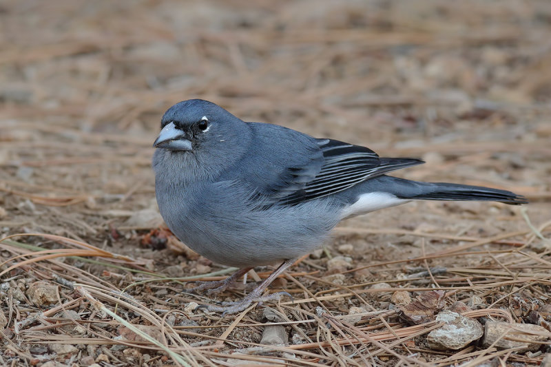 Blue Chaffinch (Fringilla teydea teydea) 