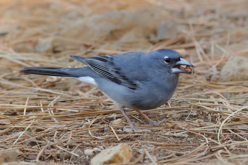 Blue Chaffinch (Fringilla teydea teydea) 