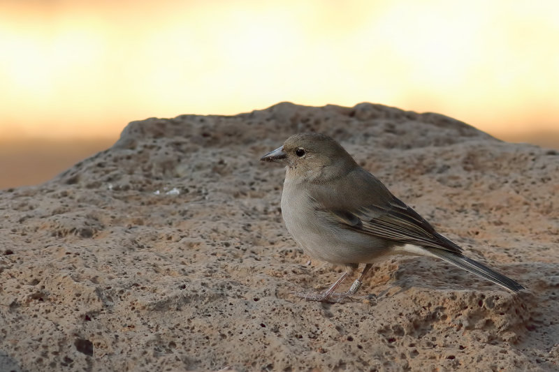 Blue Chaffinch (Fringilla teydea teydea) 