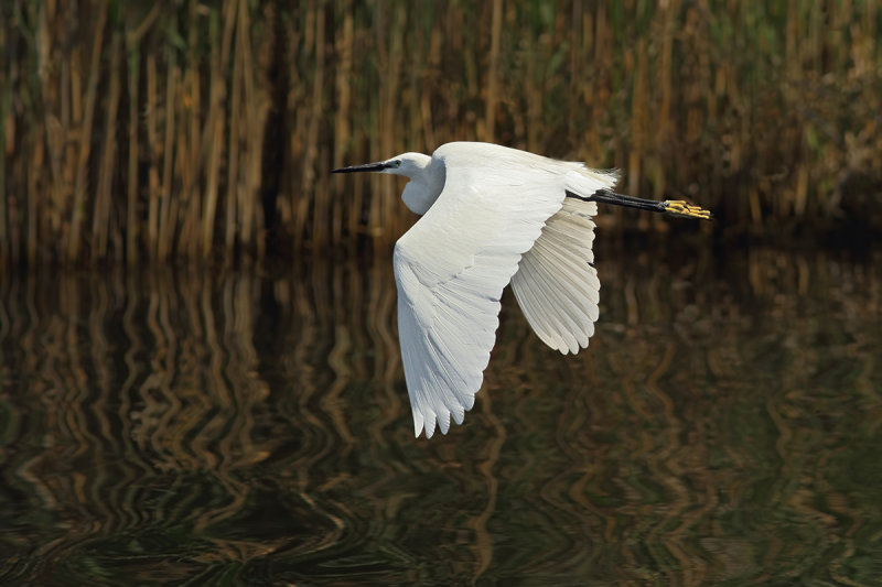 Little Egret (Egretta garzetta)