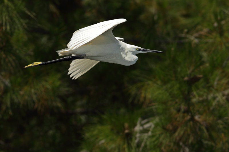 Little Egret (Egretta garzetta)