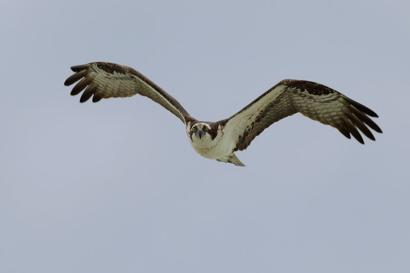 Osprey (Pandion haliaetus carolinensis)
