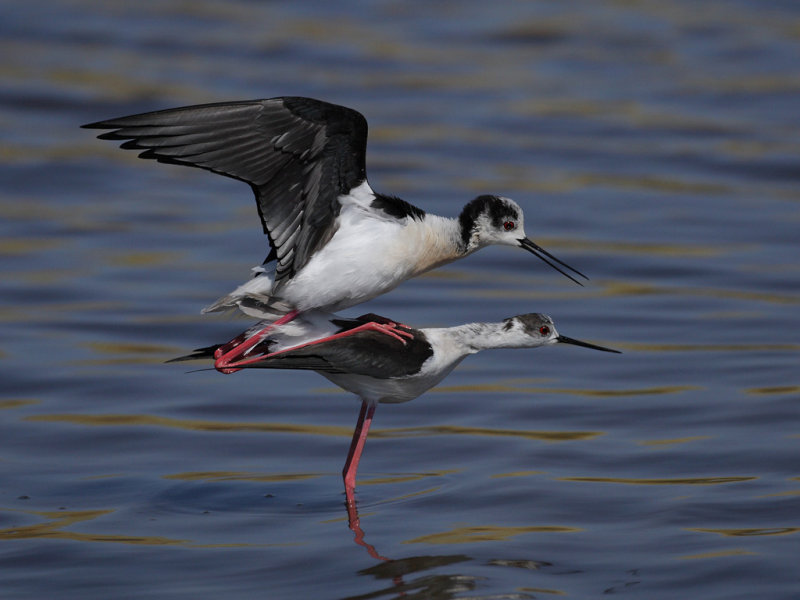 Black-winged stilt (Himantopus himantopus) 