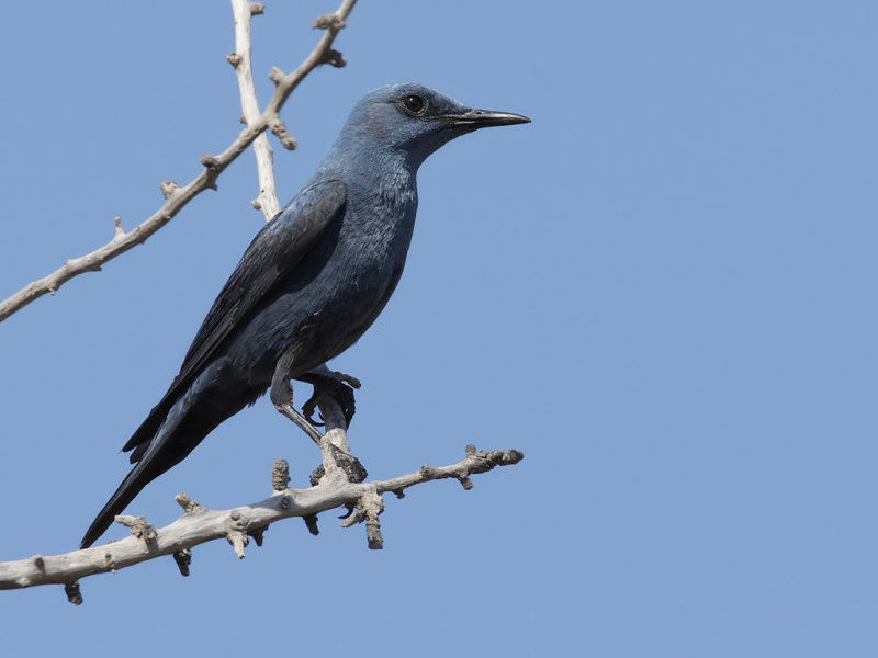 Blue Rock-Thrush (Monticola solitarius)