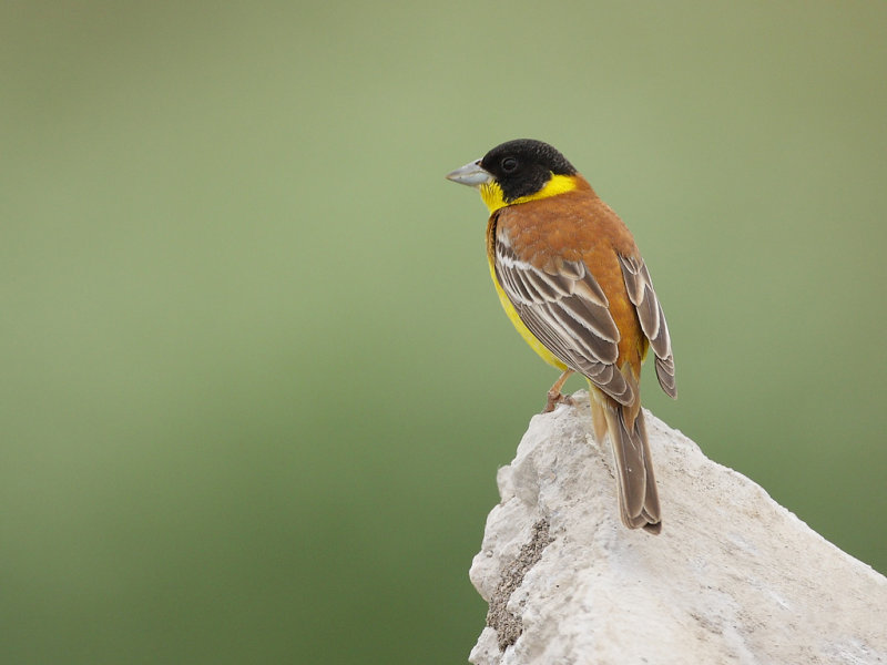 Black-headed bunting (Emberiza melanocephala)