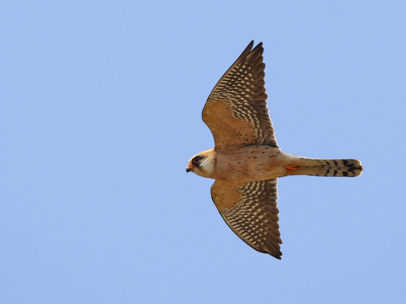 Red Footed Falcon (Falco vespertinus)