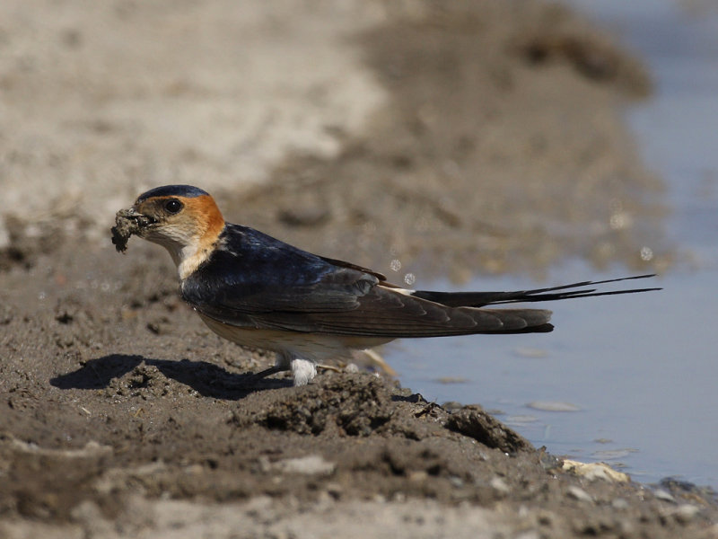 Red-rumped Swallow (Cecropis daurica rufula) 