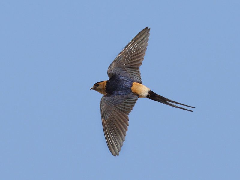 Red-rumped Swallow (Cecropis daurica rufula) 