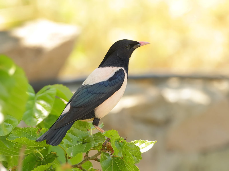 Rosy starling (Pastor roseus)