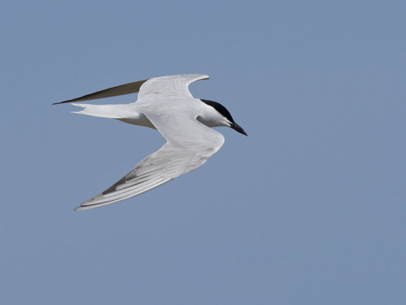 Gull-billed tern (Gelochelidon nilotica)