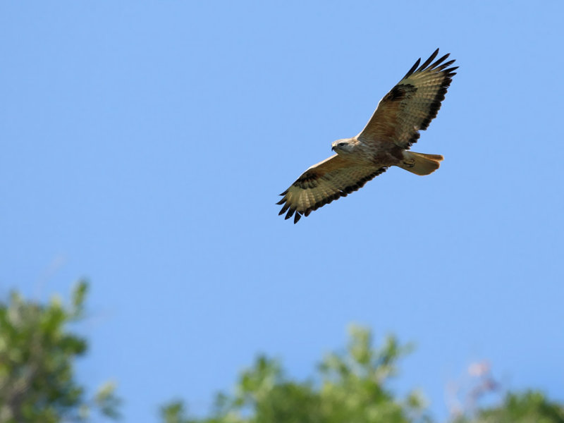 Long-legged Buzzard (Buteo rufinus)