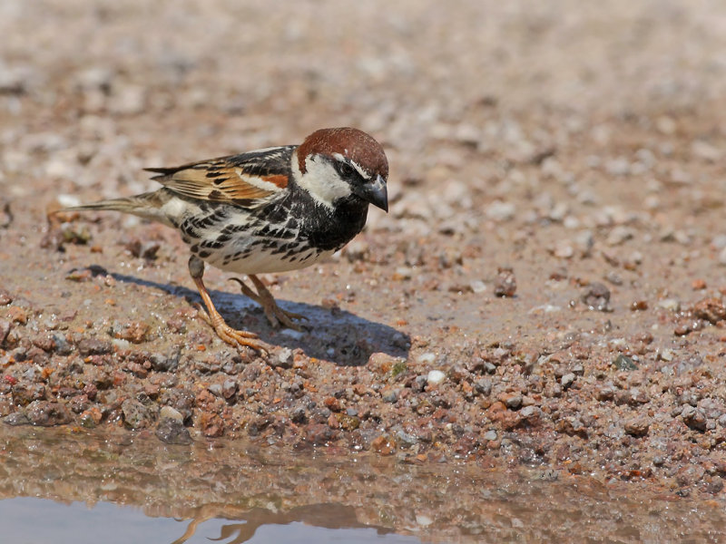 Spanish Sparrow (Passer hispaniolensis) 